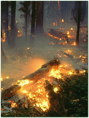 Лесные и торфяные пожары. Что делать, когда горят торфяники?