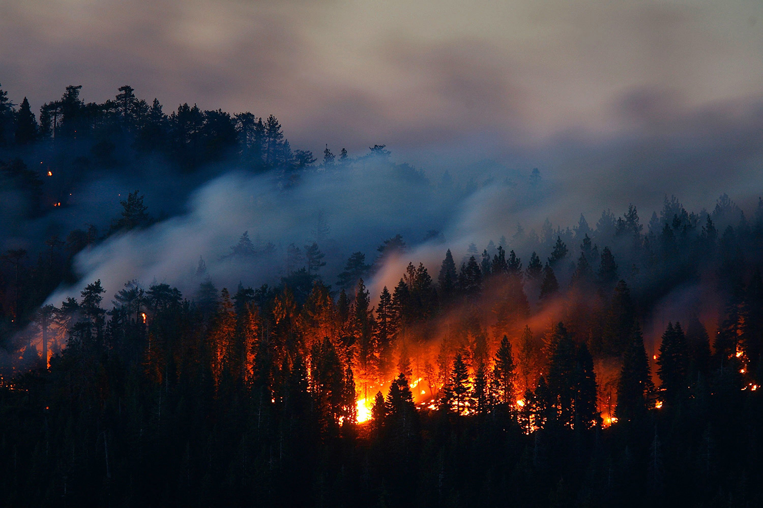 Что делать при лесном пожаре? Причины возникновения лесных пожаров.